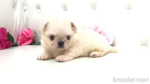 成約済の埼玉県のミックス犬-333113の3枚目