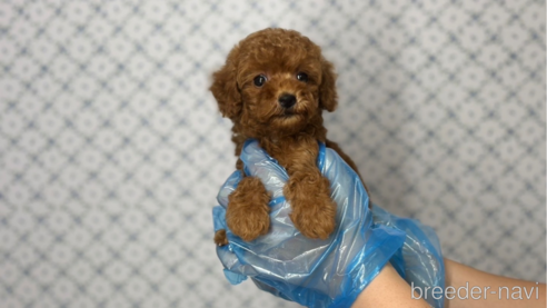 成約済の東京都のタイニープードル-333137の3枚目