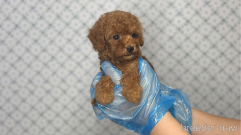 成約済の東京都のタイニープードル-333137の2枚目