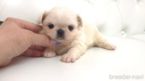 成約済の埼玉県のミックス犬-333123の5枚目