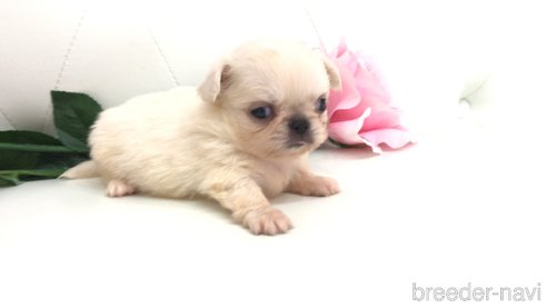 成約済の埼玉県のミックス犬-333126の4枚目
