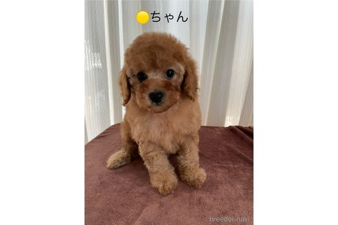 成約済の埼玉県のトイプードル-333131の12枚目