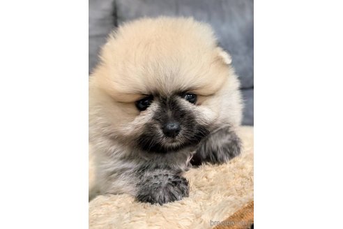 成約済の愛知県のポメラニアン-333155の4枚目