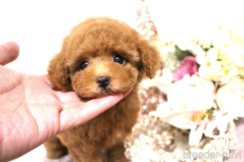 成約済の茨城県のタイニープードル-333158の3枚目