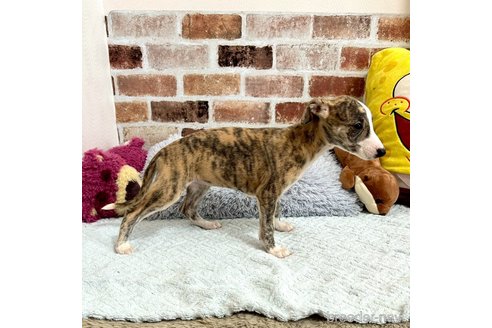 成約済の千葉県のウィペット-333159の3枚目