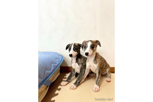 成約済の千葉県のウィペット-333160の7枚目