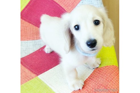 成約済の和歌山県のミニチュアダックスフンド(ロングヘアード)-326565の3枚目