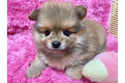 成約済の秋田県のポメマル:ポメラニアン×マルチーズ-333176の2枚目