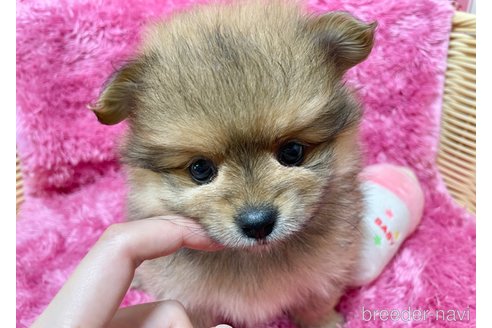 成約済の秋田県のポメマル:ポメラニアン×マルチーズ-333176の3枚目