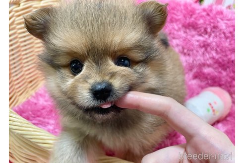 成約済の秋田県のポメマル:ポメラニアン×マルチーズ-333176の4枚目