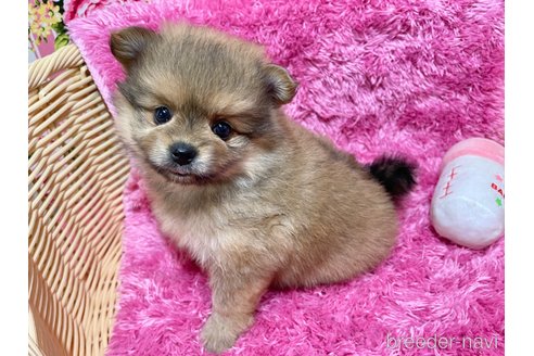成約済の秋田県のポメマル:ポメラニアン×マルチーズ-333176の5枚目