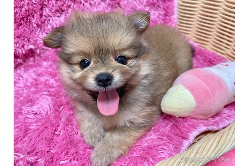 成約済の秋田県のポメマル:ポメラニアン×マルチーズ-333176の7枚目