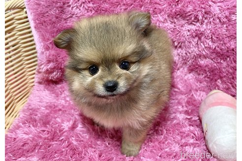 成約済の秋田県のポメマル:ポメラニアン×マルチーズ-333176の1枚目