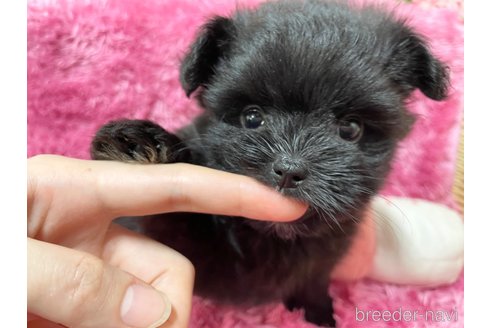 成約済の秋田県のポメマル:ポメラニアン×マルチーズ-333175の6枚目