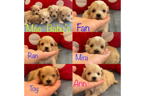 成約済の山形県のマルプー:マルチーズ×トイプードル-333178の3枚目