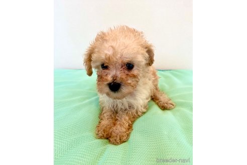成約済の東京都のミックス犬-329634の76枚目