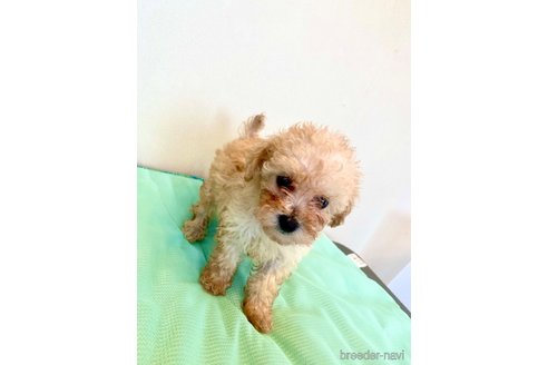 成約済の東京都のミックス犬-329634の75枚目