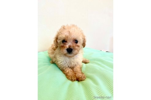 成約済の東京都のミックス犬-329634の73枚目