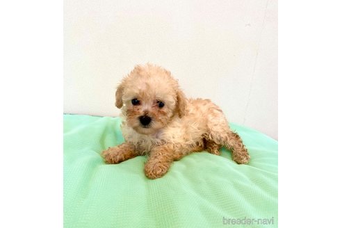 成約済の東京都のミックス犬-329634の72枚目