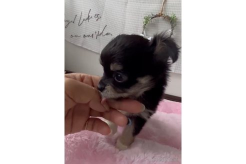 成約済の福岡県のチワックス:チワワ×ミニチュアダックスフンド-333192の3枚目