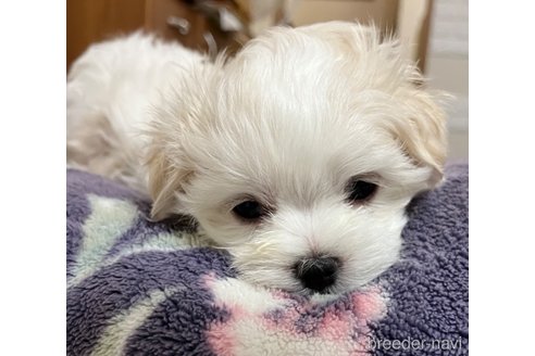 成約済の滋賀県のマルチーズ-326310の44枚目