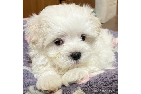 成約済の滋賀県のマルチーズ-326306の42枚目