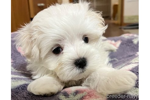 成約済の滋賀県のマルチーズ-326306の41枚目