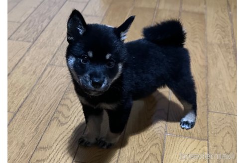 成約済の静岡県の柴犬-333206の5枚目