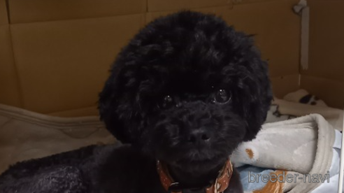 くぅちゃん1枚目