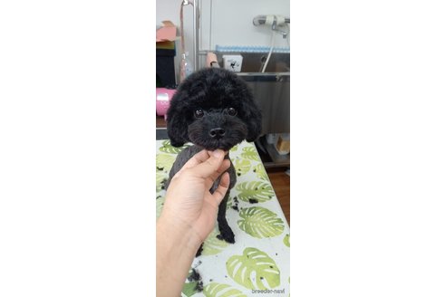 くぅちゃん1枚目