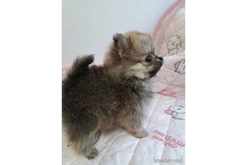成約済の滋賀県のポメラニアン-333163の3枚目