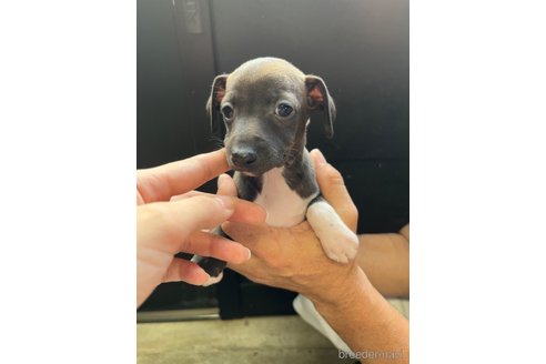 成約済の愛知県のイタリアングレーハウンド(イタグレ)-333228の5枚目