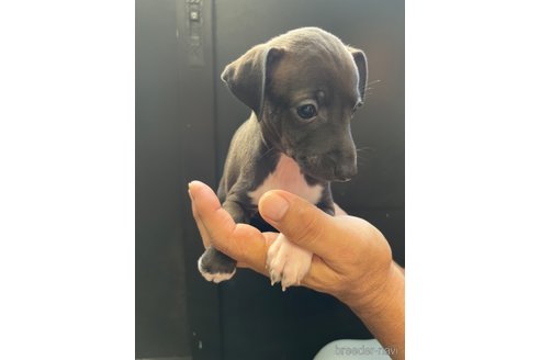 成約済の愛知県のイタリアングレーハウンド(イタグレ)-333228の4枚目