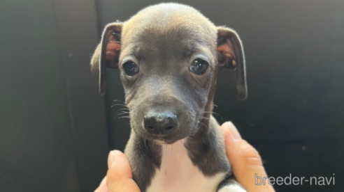 成約済の愛知県のイタリアングレーハウンド(イタグレ)-333228の1枚目