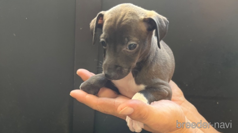 成約済の愛知県のイタリアングレーハウンド(イタグレ)-333228の3枚目