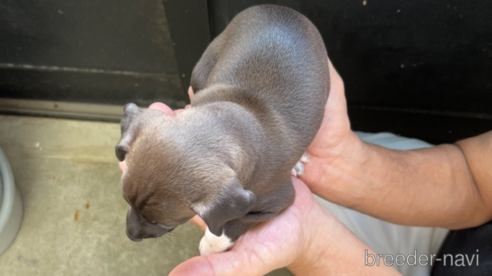 成約済の愛知県のイタリアングレーハウンド(イタグレ)-333228の2枚目