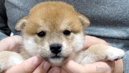 成約済の大阪府の柴犬-331219の5枚目