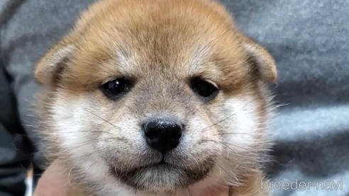 成約済の大阪府の柴犬-331221の5枚目