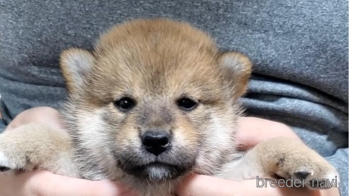 成約済の大阪府の柴犬-331222の5枚目