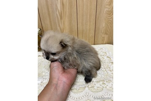 成約済の愛媛県のポメラニアン-333234の2枚目