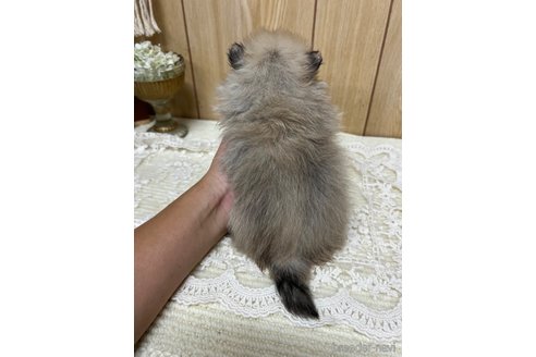 成約済の愛媛県のポメラニアン-333234の4枚目