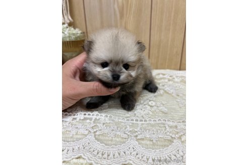 成約済の愛媛県のポメラニアン-333234の3枚目