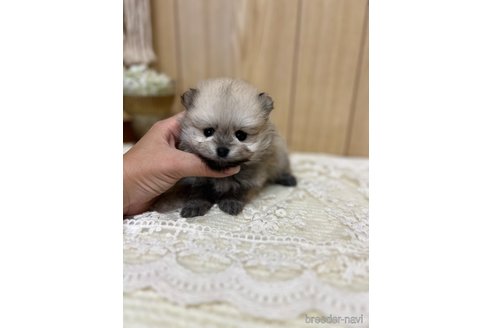 成約済の愛媛県のポメラニアン-333234の5枚目