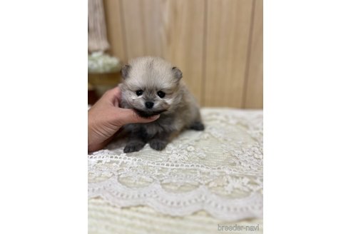 成約済の愛媛県のポメラニアン-333234の7枚目