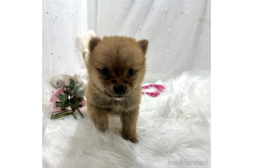 成約済の栃木県のミックス犬-333236の13枚目