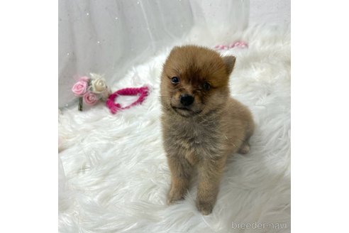 成約済の栃木県のミックス犬-333236の15枚目