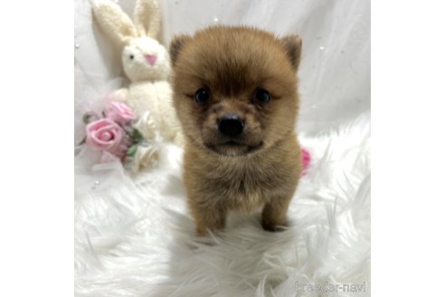 成約済の栃木県のミックス犬-333236の16枚目