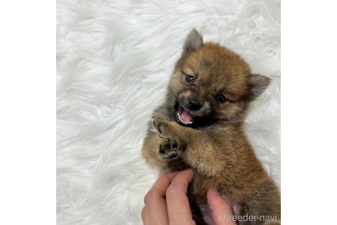 成約済の栃木県のミックス犬-333238の2枚目