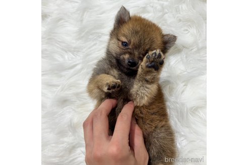 成約済の栃木県のミックス犬-333238の3枚目