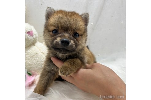 成約済の栃木県のミックス犬-333238の4枚目